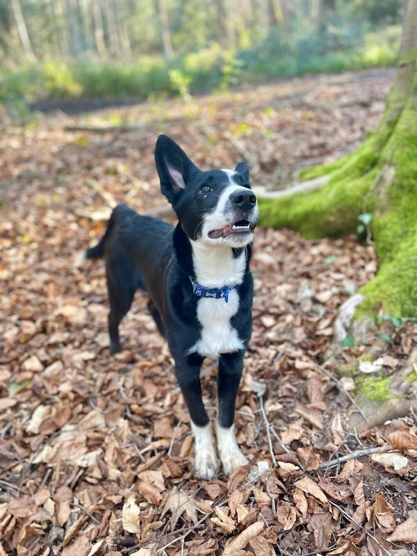Border Collie puppies for sale in Pill, Dyfed – 9 months old