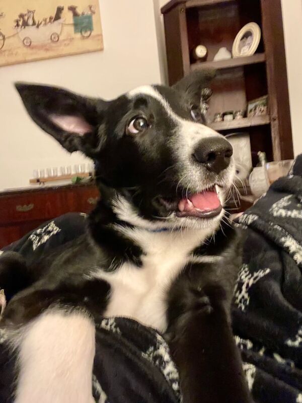 Border Collie puppies for sale in Pill, Dyfed – 9 months old - Image 2 of 3