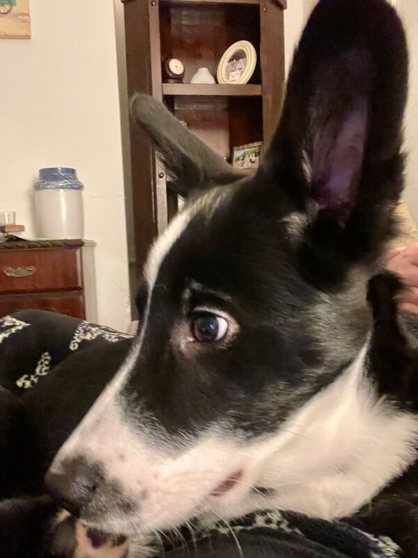 Border Collie puppies for sale in Pill, Dyfed – 9 months old - Image 3 of 3