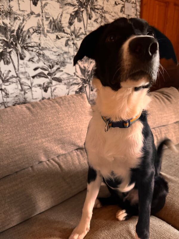 Border Collie puppies for sale in Castlerock, County Londonderry – 8 months old