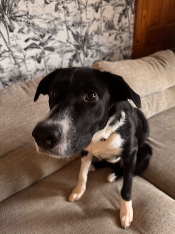 Border Collie puppies for sale in Castlerock, County Londonderry – 8 months old - Image 2 of 3
