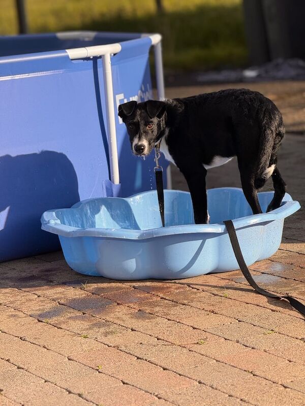 Border Collie puppies for sale in Castlerock, County Londonderry – 8 months old - Image 3 of 3