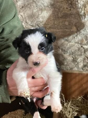 9 week old black and white border collie puppies for sale in Cranleigh, Surrey - Image 1