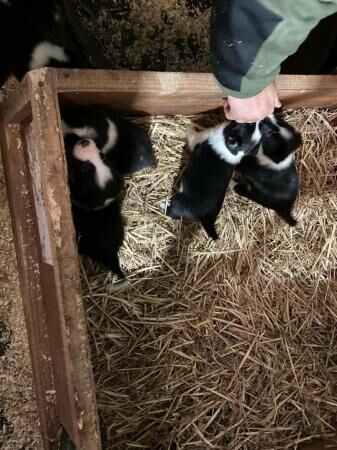 9 week old black and white border collie puppies for sale in Cranleigh, Surrey - Image 2