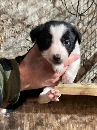 9 week old black and white border collie puppies for sale in Cranleigh, Surrey - Image 3