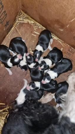 9 week old black and white border collie puppies for sale in Cranleigh, Surrey - Image 4