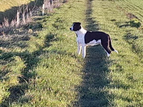 9mth old border collie dog. for sale in Tillingham, Essex