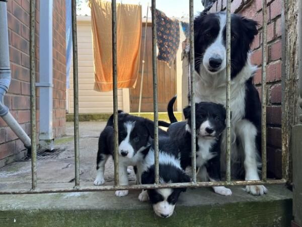 Absolutely beautiful Border Collie puppies for sale in Chesterfield, Derbyshire