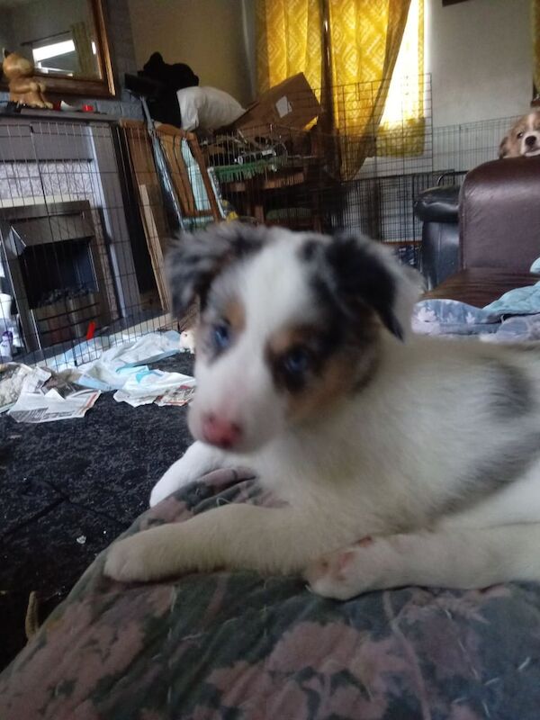 Border Collie puppies for sale in Weymouth, Dorset – 8 weeks old