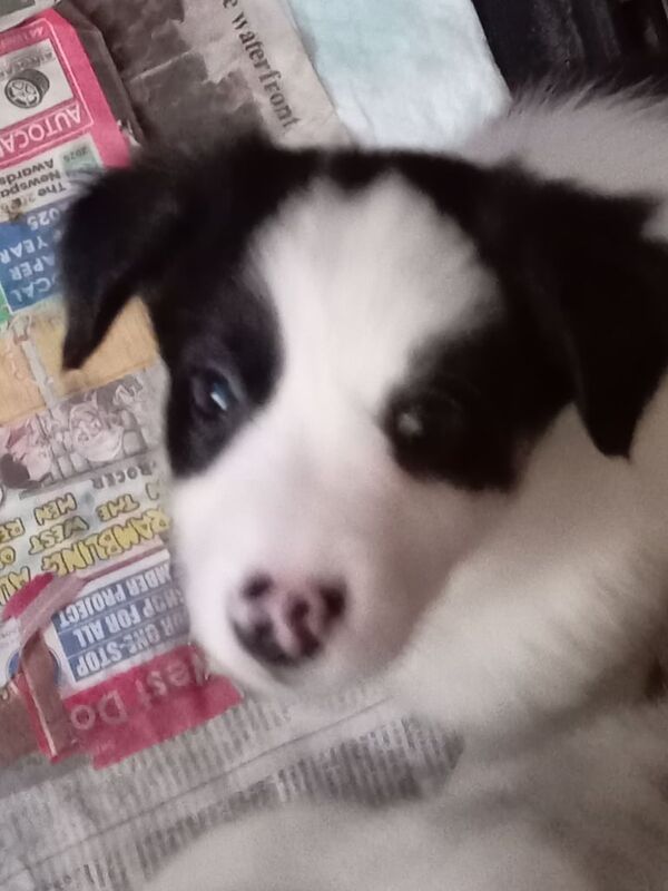 Border Collie puppies for sale in Weymouth, Dorset – 8 weeks old - Image 2 of 6