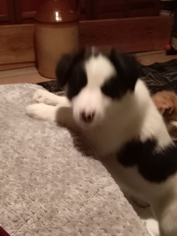 Border Collie puppies for sale in Weymouth, Dorset – 8 weeks old - Image 4 of 6