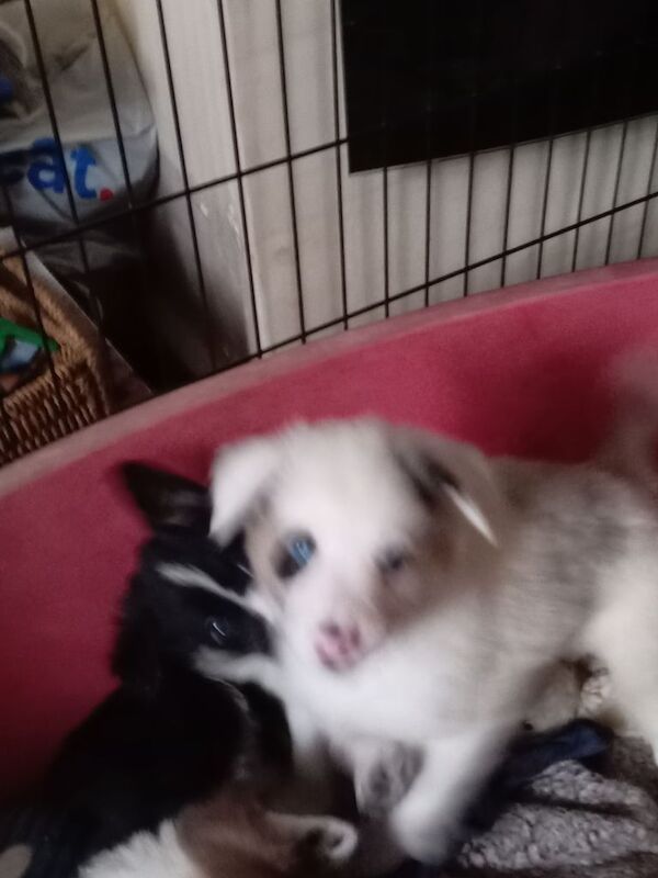 Border Collie puppies for sale in Weymouth, Dorset – 8 weeks old - Image 5 of 6
