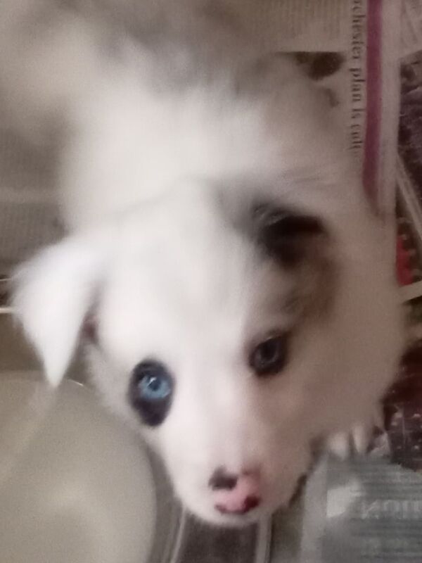 Border Collie puppies for sale in Weymouth, Dorset – 8 weeks old - Image 6 of 6