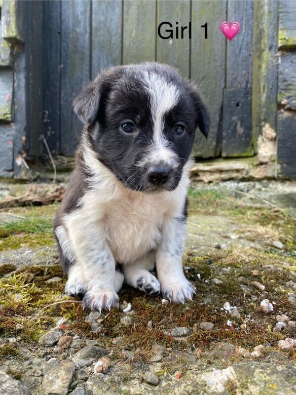 Adorable Border Collie Puppies for Sale in Welshpool / Y Trallwng, Powys