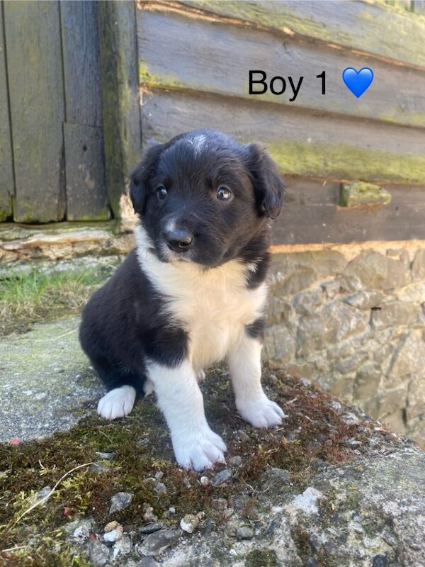 Adorable Border Collie Puppies for Sale in Welshpool / Y Trallwng, Powys | Image 2