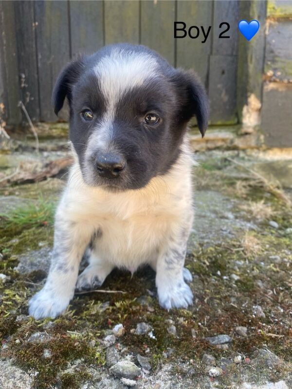 Adorable Border Collie Puppies for Sale in Welshpool / Y Trallwng, Powys | Image 3