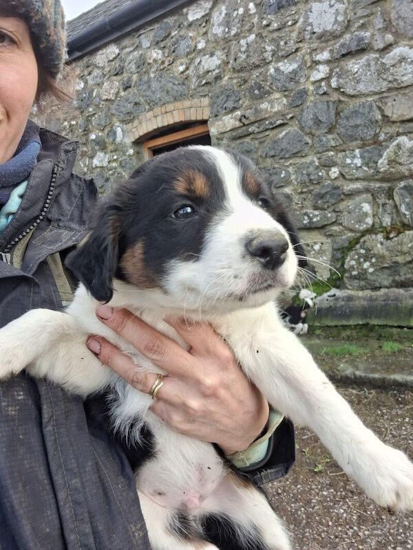 🐾🐶 Adorable Border Collie Puppies for Sale! 🐾🐶 for sale in Gwersyllt, Wrexham