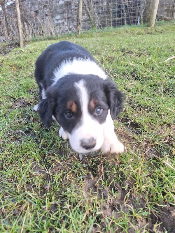 Border Collie puppies for sale in Gwersyllt, Wrexham – 1 year old - Image 5 of 8