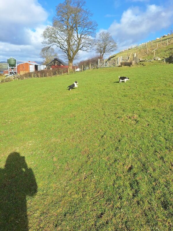 Border Collie puppies for sale in Gwersyllt, Wrexham – 1 year old - Image 6 of 8