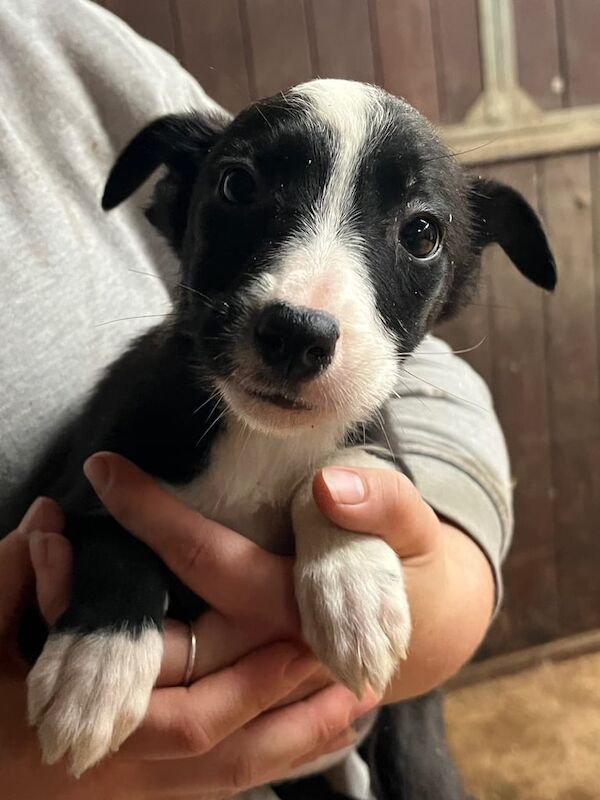 Border Collie puppies for sale in Robertsbridge, East Sussex – 8 weeks old