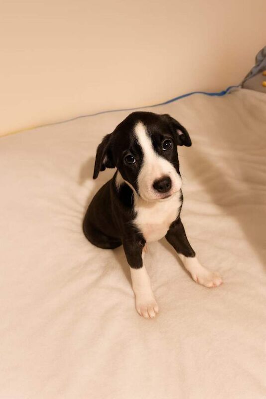Border Collie Puppies For Sale