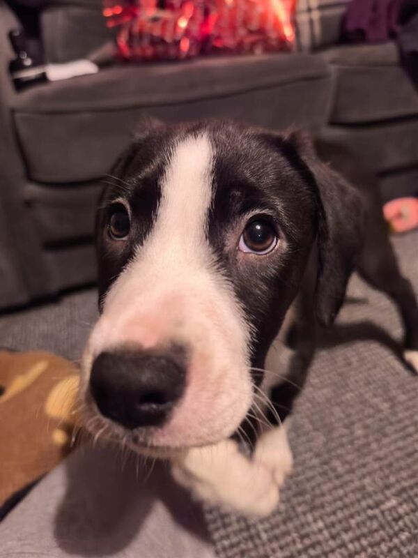 Border Collie puppies for sale in Boston, Lincolnshire – 3 months old - Image 3 of 5