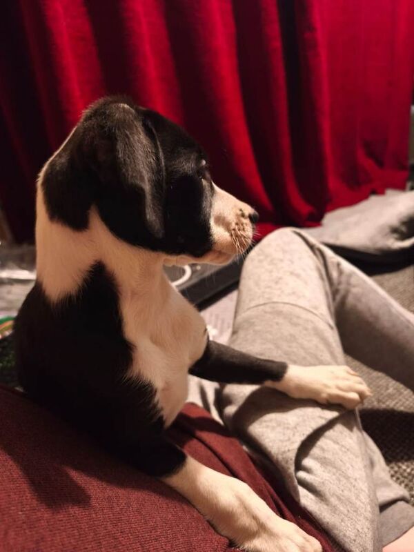 Border Collie puppies for sale in Boston, Lincolnshire – 3 months old - Image 4 of 5