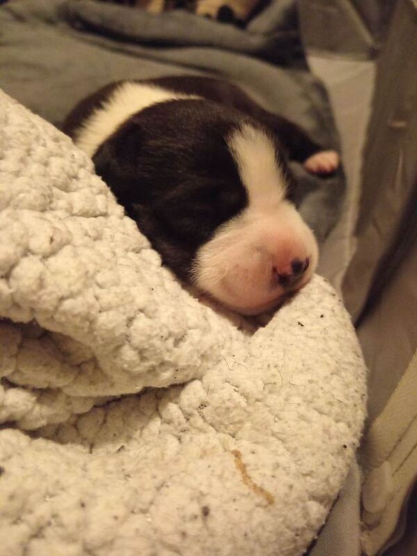 Border Collie puppies for sale in Boston, Lincolnshire – 3 months old - Image 5 of 5
