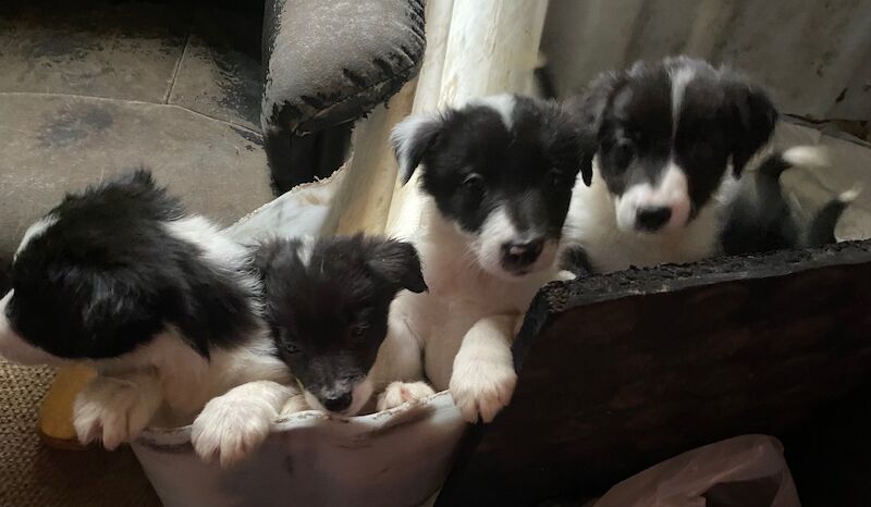 Amazing traditional Border collies for sale in Helston, Cornwall | Image 2