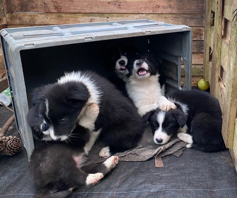 Amazing traditional Border collies for sale in Helston, Cornwall | Image 3