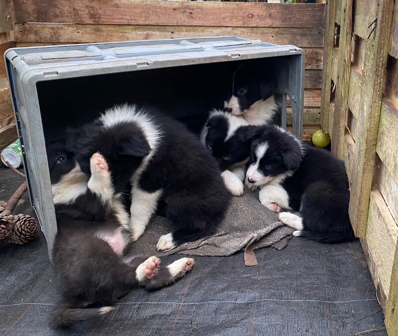 Amazing traditional Border collies for sale in Helston, Cornwall | Image 4