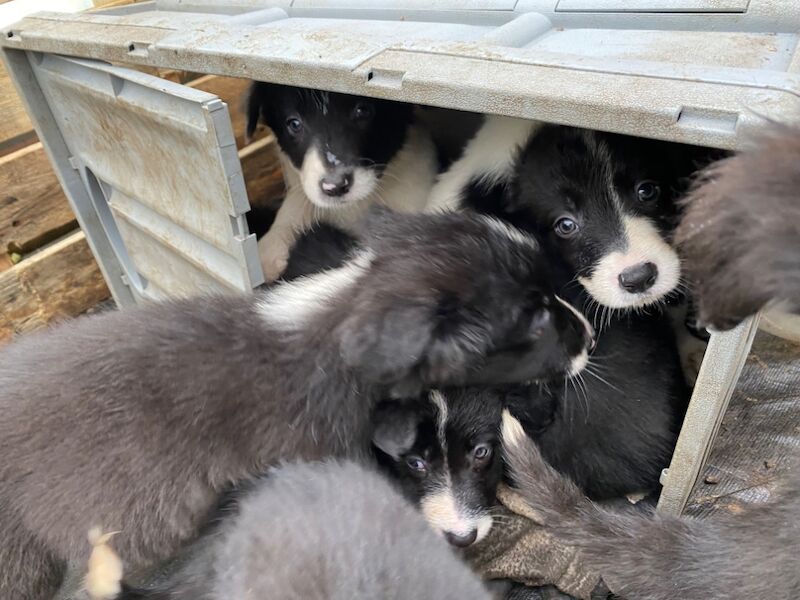 Border Collie puppies for sale in Helston, Cornwall – 9 months old - Image 5 of 11