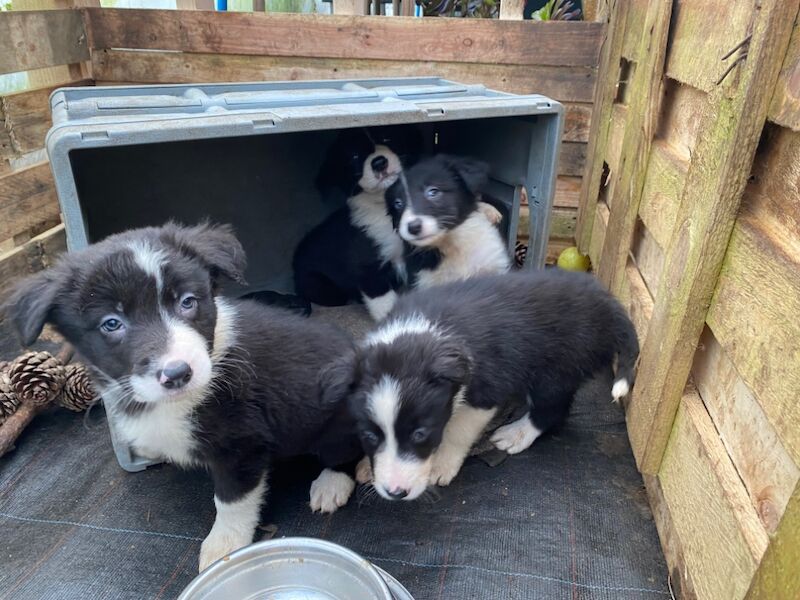 Border Collie puppies for sale in Helston, Cornwall – 9 months old - Image 6 of 11
