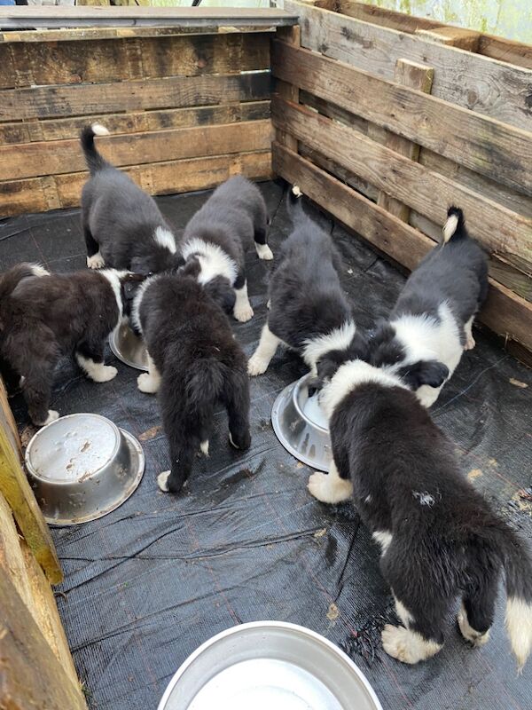 Border Collie puppies for sale in Helston, Cornwall – 9 months old - Image 7 of 11