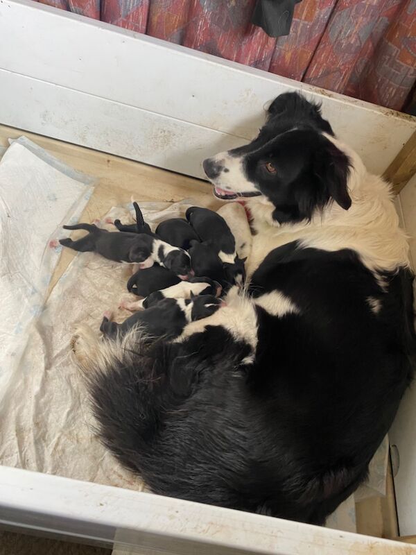 Border Collie puppies for sale in Helston, Cornwall – 9 months old - Image 8 of 11