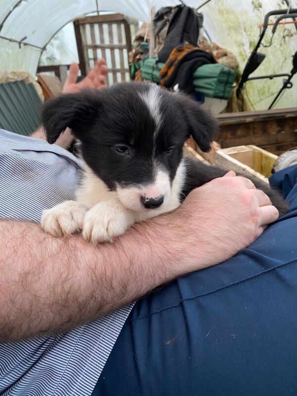 Border Collie puppies for sale in Helston, Cornwall – 9 months old - Image 9 of 11