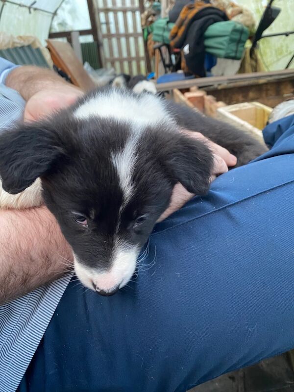 Border Collie puppies for sale in Helston, Cornwall – 9 months old - Image 10 of 11