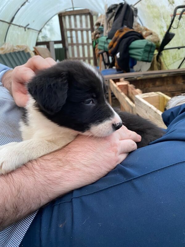 Border Collie puppies for sale in Helston, Cornwall – 9 months old - Image 11 of 11