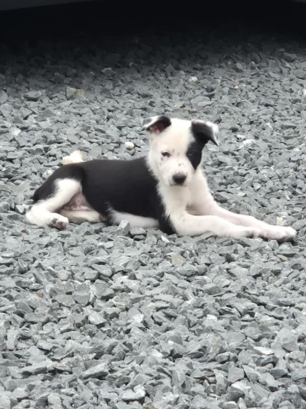 Border Collie puppies for sale in Dromara, County Down – 8 weeks old