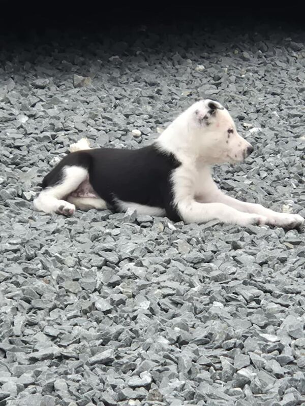 Border Collie puppies for sale in Dromara, County Down – 8 weeks old - Image 2 of 3