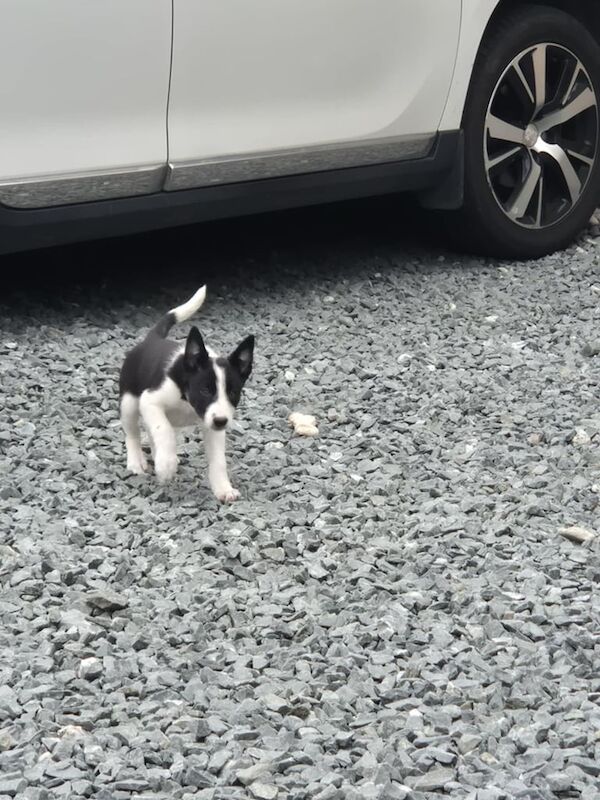 Border Collie puppies for sale in Dromara, County Down – 8 weeks old - Image 3 of 3