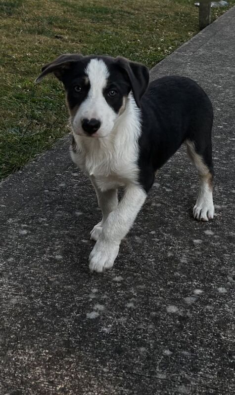Border Collie puppies for sale in Wrexham / Wrecsam, Clwyd – 11 weeks old