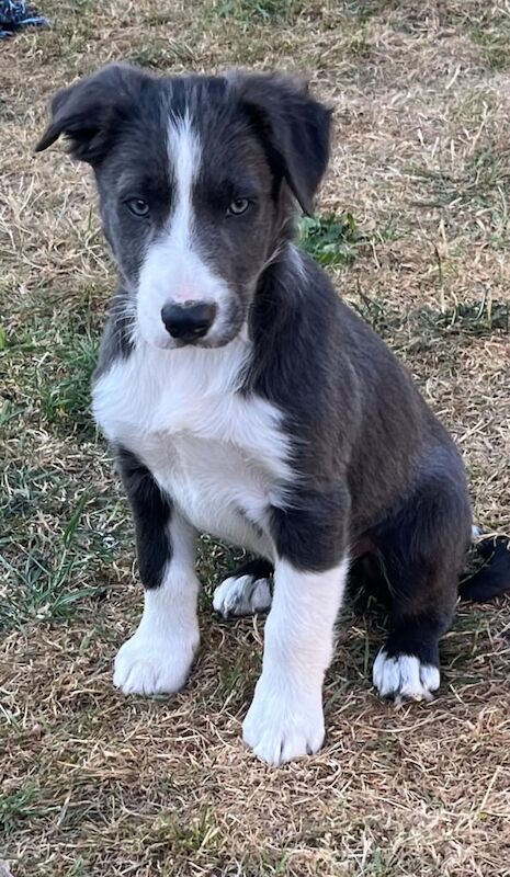 Border Collie puppies for sale in Wrexham / Wrecsam, Clwyd – 11 weeks old - Image 2 of 3
