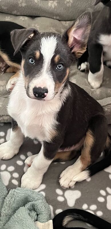 Border Collie puppies for sale in Wrexham / Wrecsam, Clwyd – 11 weeks old - Image 3 of 3