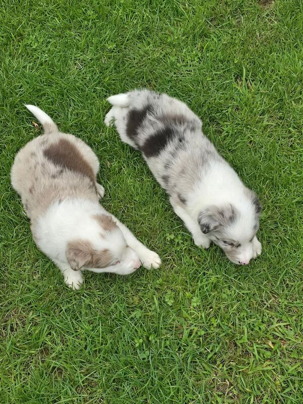 Border Collie puppies for sale in York, North Yorkshire – 5 weeks old