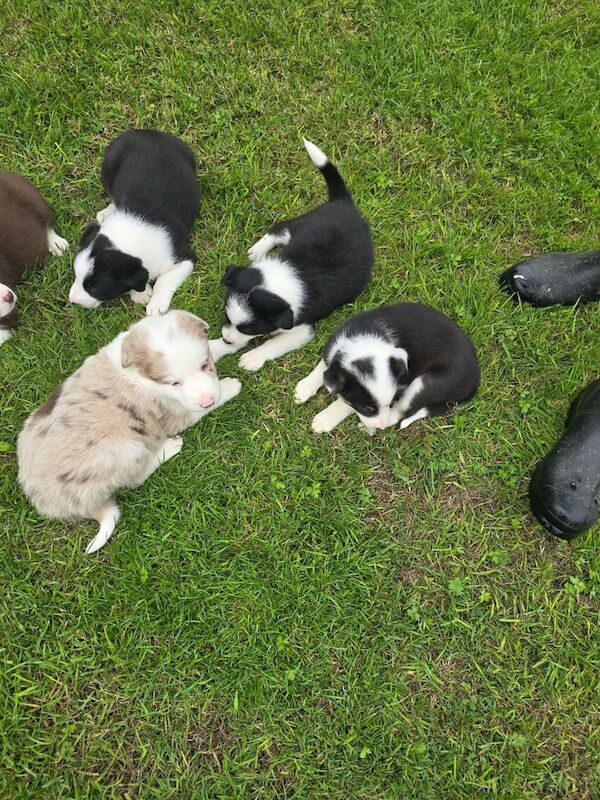 Border Collie puppies for sale in York, North Yorkshire – 5 weeks old - Image 2 of 3