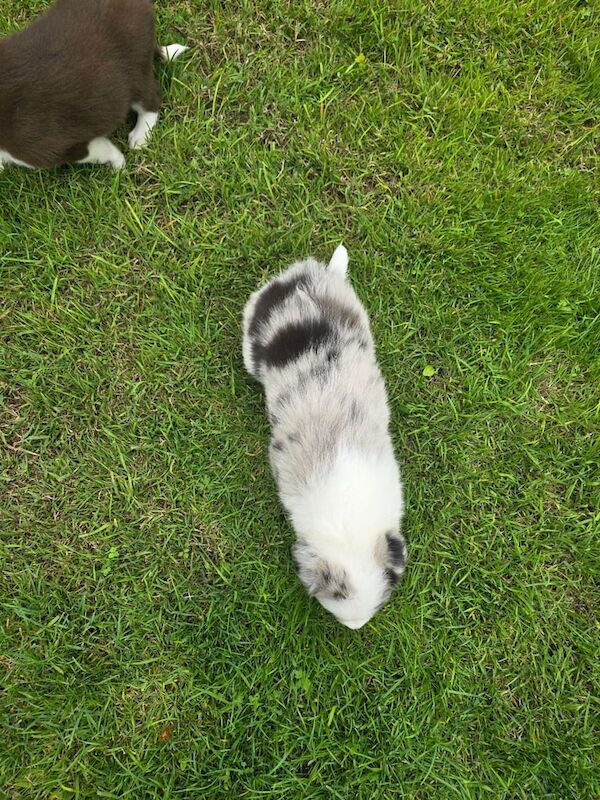 Border Collie puppies for sale in York, North Yorkshire – 5 weeks old - Image 3 of 3