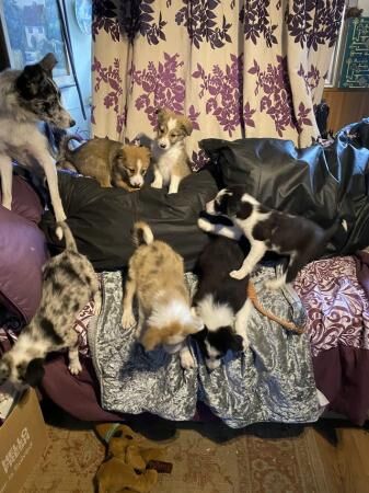 Beautiful border collie coloured puppies for sale in Abergele, Conwy - Image 1