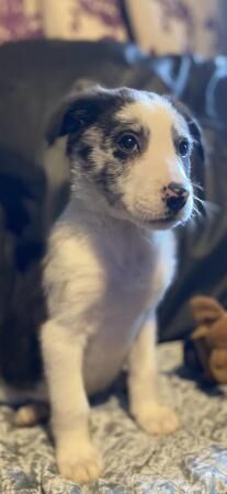 Beautiful border collie coloured puppies for sale in Abergele, Conwy - Image 2