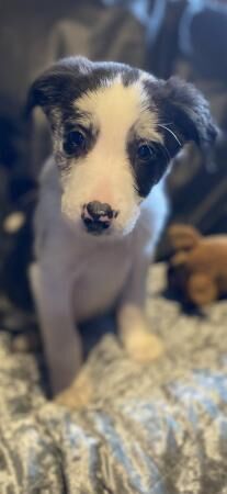 Beautiful border collie coloured puppies for sale in Abergele, Conwy - Image 3